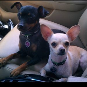 Meet your Posher, Barbara